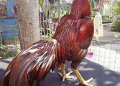 Teknik Dasar Menjinakkan Ayam Bangkok yang Baru