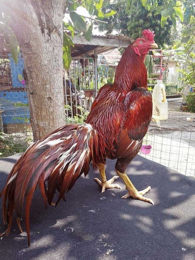 Teknik Dasar Menjinakkan Ayam Bangkok yang Baru.